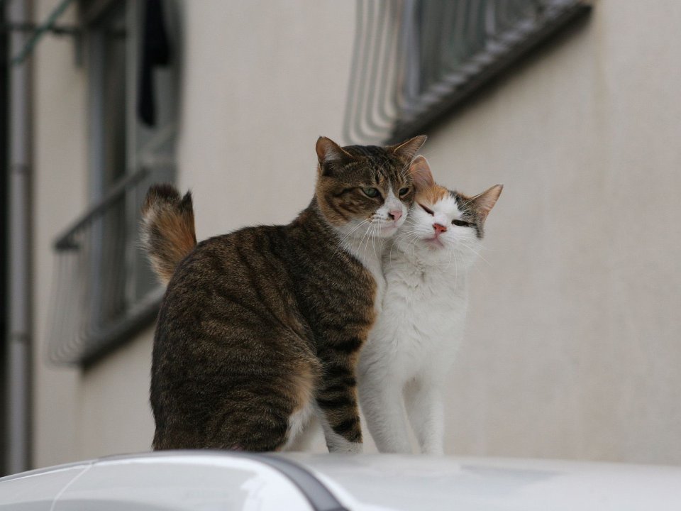 城市车顶上的两只流浪猫：虎斑猫与白猫的温馨瞬间