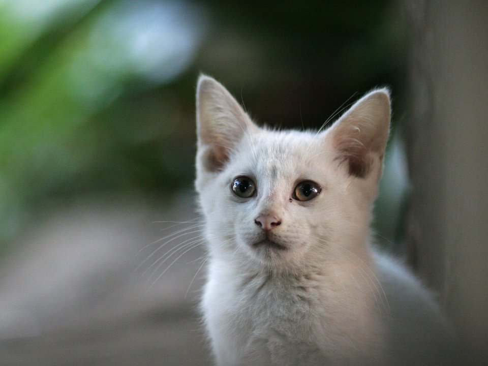 White Kitten Close Up Photography Healing Pet Portrait