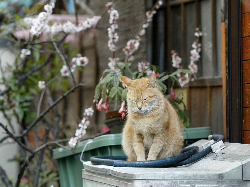 日本城市街头的橘猫与樱花