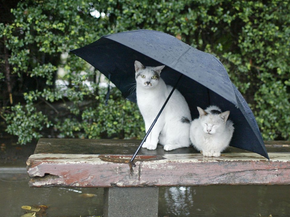 Two Homeless Cats Under Umbrella On Wooden Bench In Rain