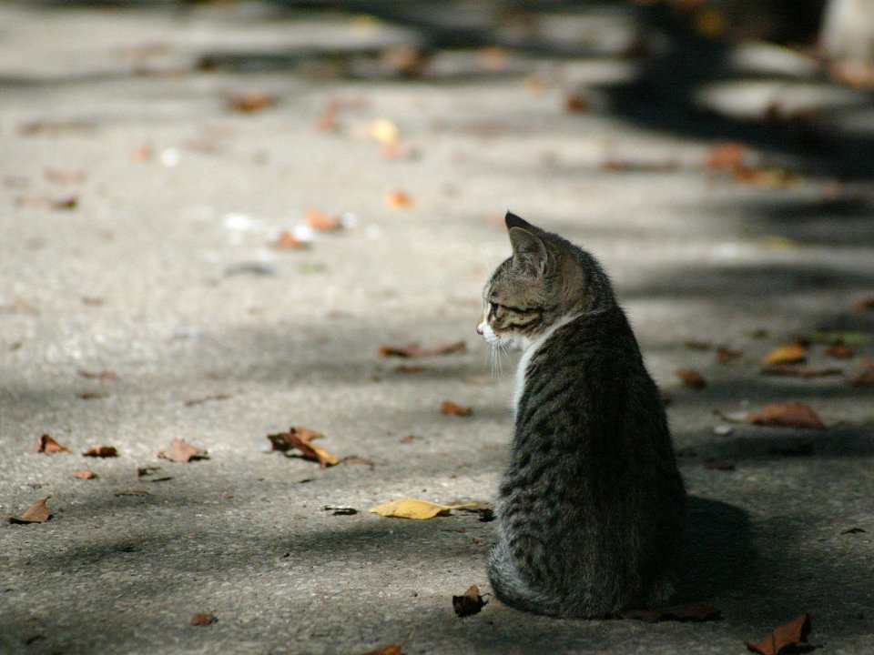 流浪猫的街角 （二）