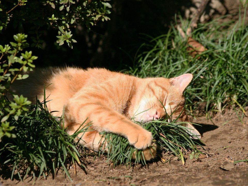 Orange Cat Napping On Grass   Healing Moment