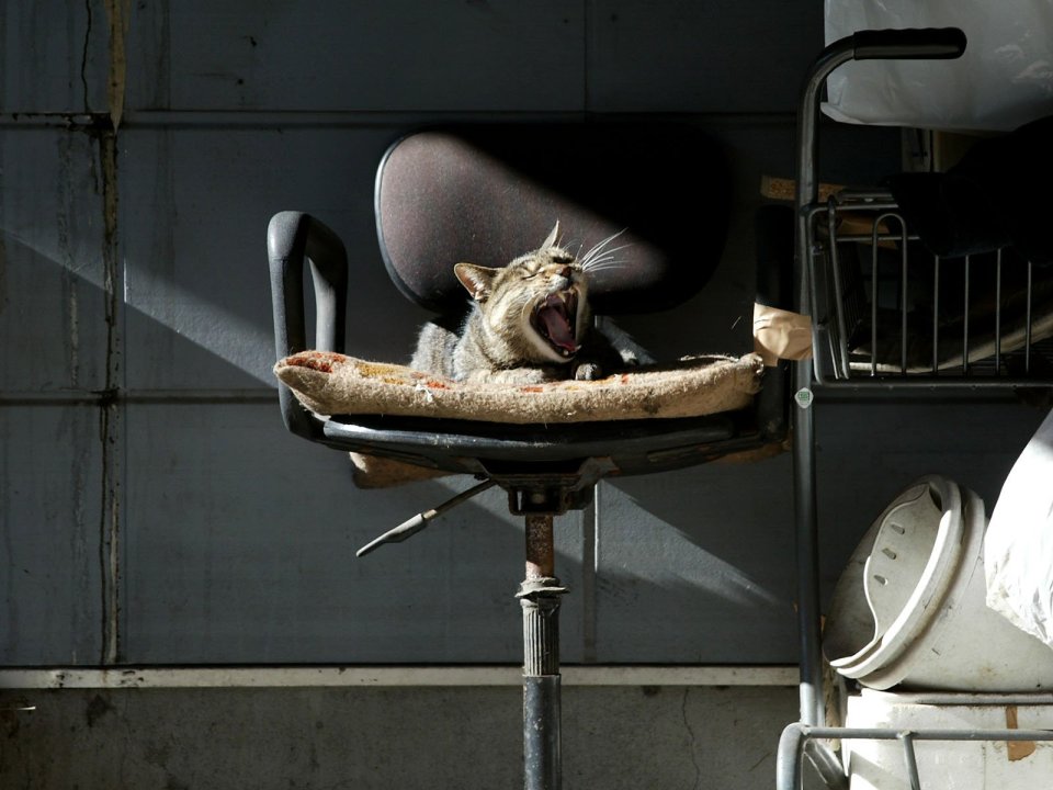 Lazy Tiger Tabby Cat Yawning On Old Office Chair Daily Moment