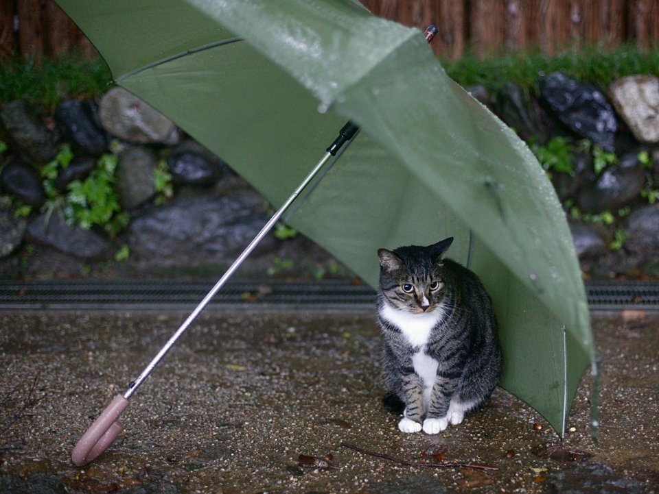 雨中躲雨的虎斑猫与绿色雨伞