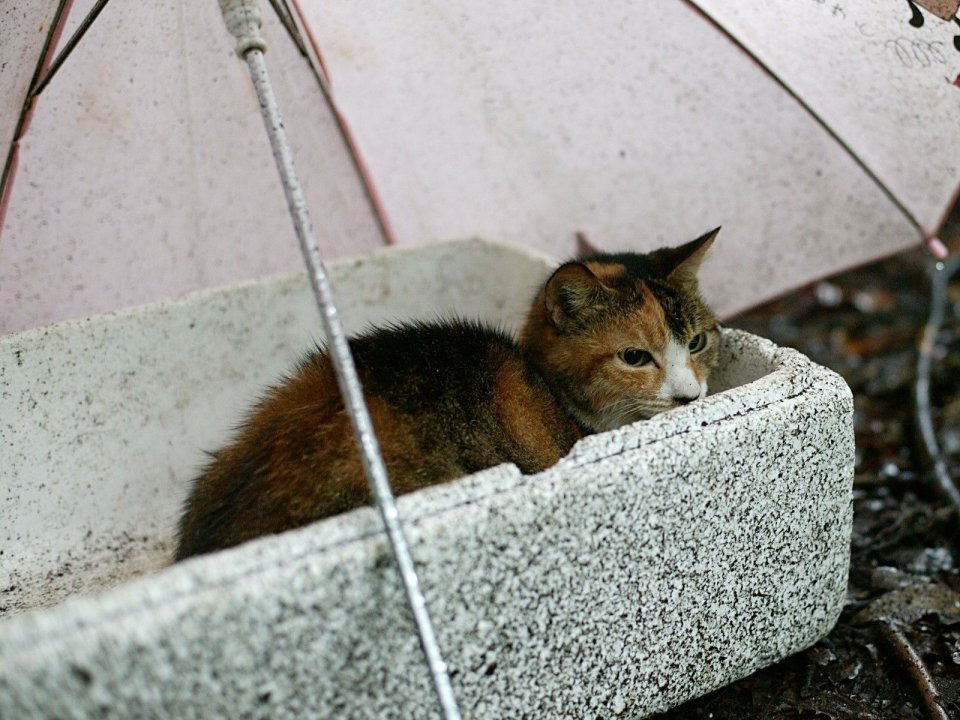 Tricolor Cat In Foam Box Rainy Day Stray Cat Scene