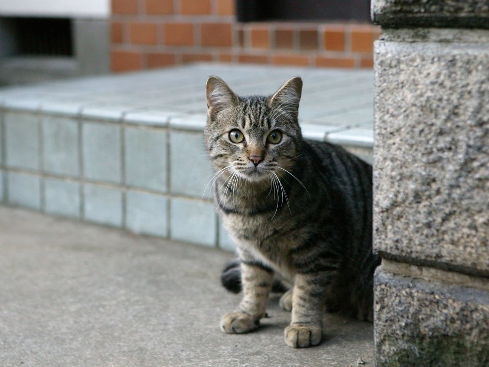 Urban Stray Tabby Cat And Stone Pillar Architecture