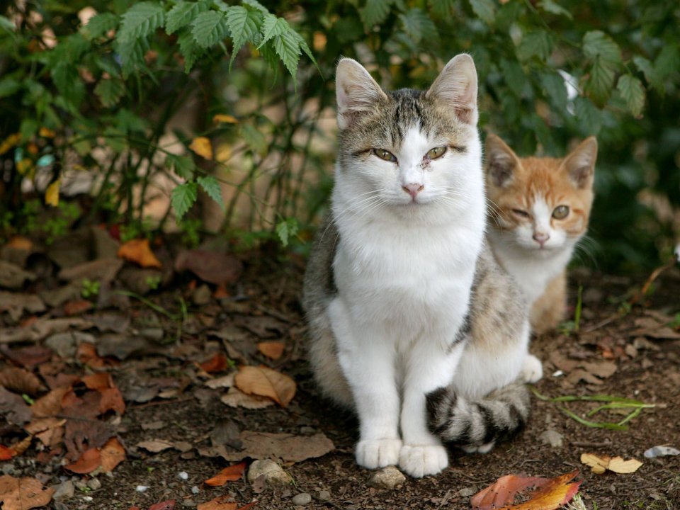 两只流浪猫在落叶中的宁静瞬间