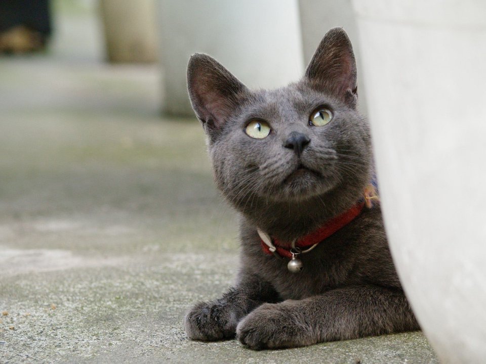 Gray Cat With Red Collar In Urban Outdoor Scene