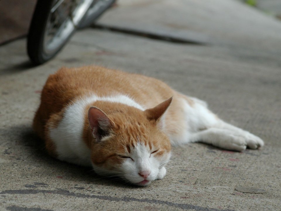 城市街头流浪猫安静休憩场景