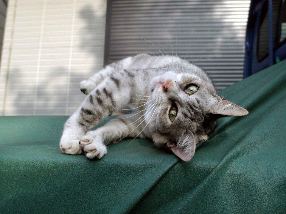 慵懒的虎斑流浪猫