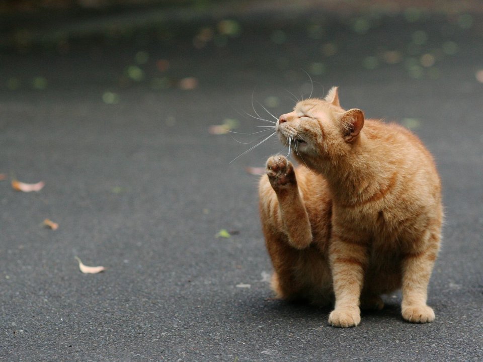 City Street Homeless Orange Cat Grooming Moment