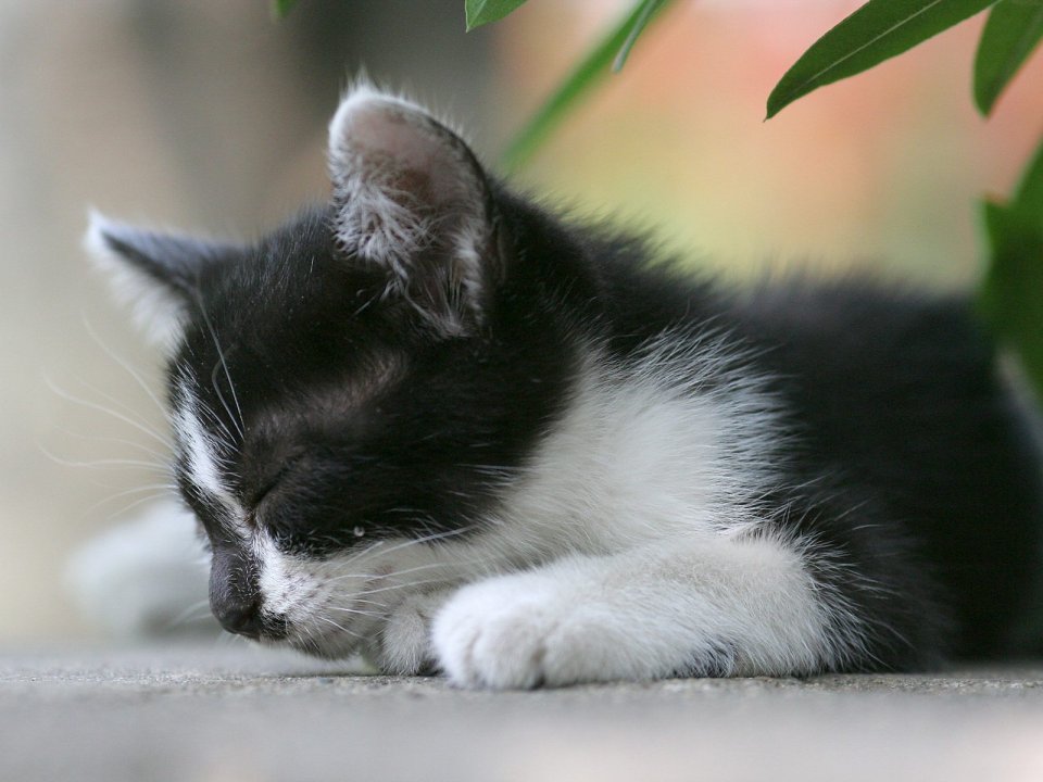Black And White Kitten Sleeping Cure Scene
