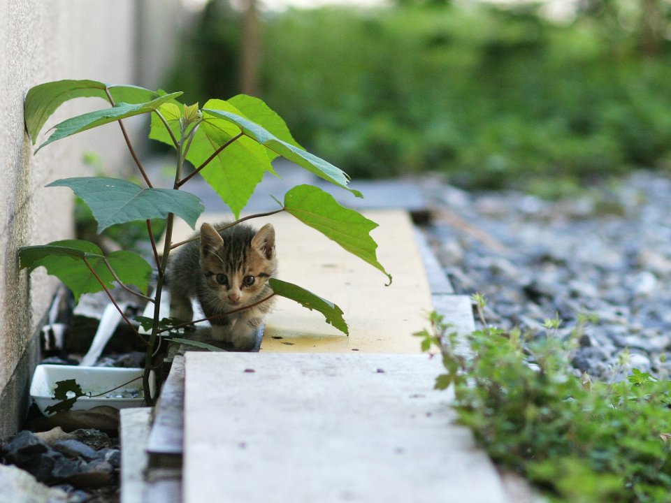 City Corner Kitten And Green Plant