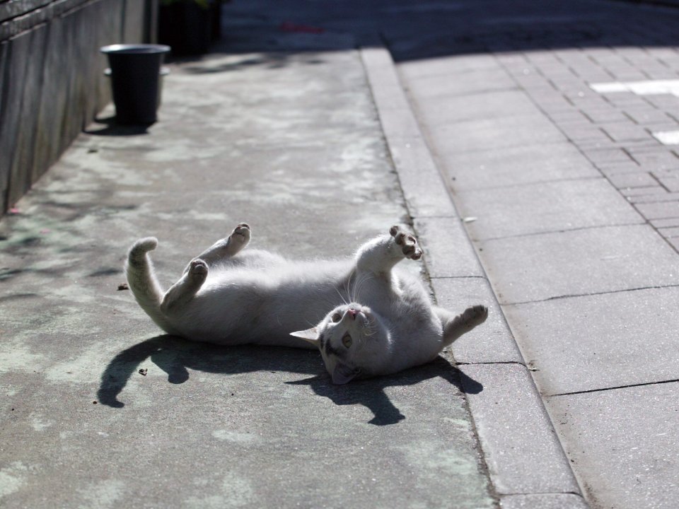 Lazy White Cat Sunbathing On City Sidewalk