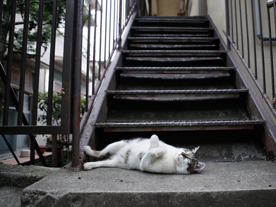 城市居民区楼梯前的慵懒猫咪
