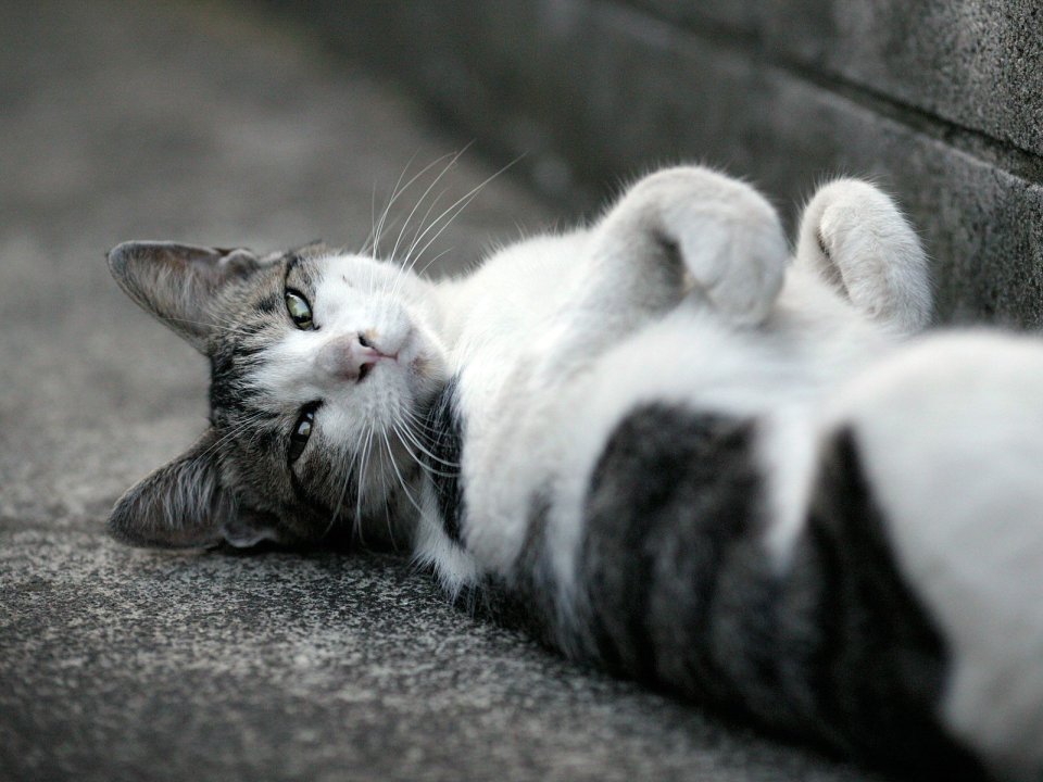 City Homeless Cat Lazy Lying Scene