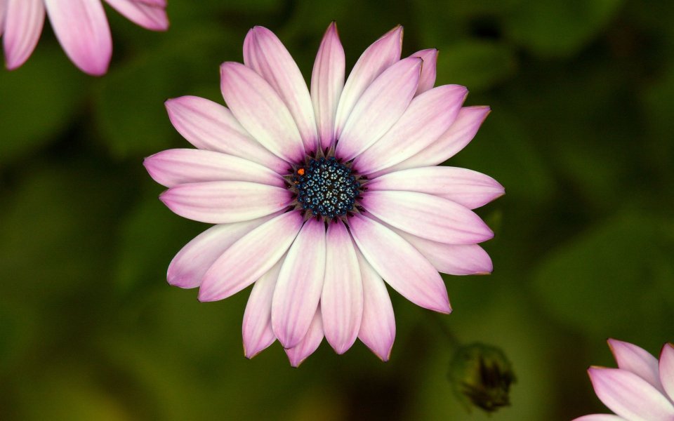 Pink Osteospermum Close Up Realistic Photography
