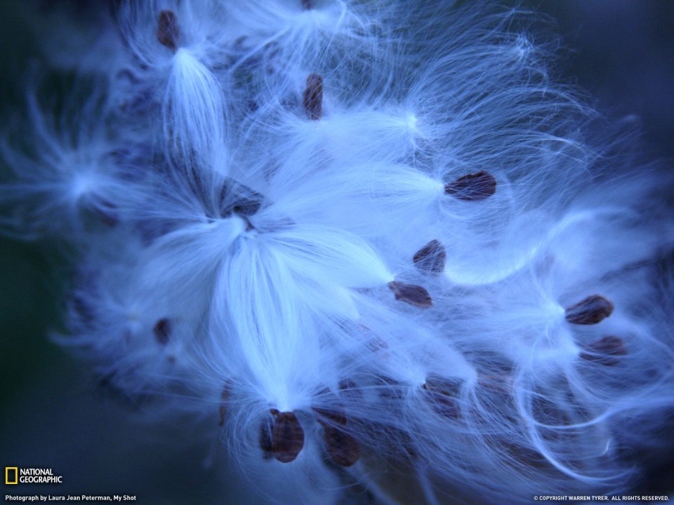 National Geographic Cottonweed Seeds Close Up