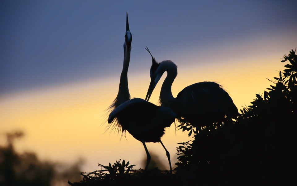 Heron Silhouette At Dawn