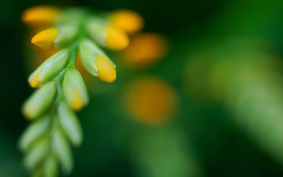 雄黄兰黄色花苞植物特写写实摄影