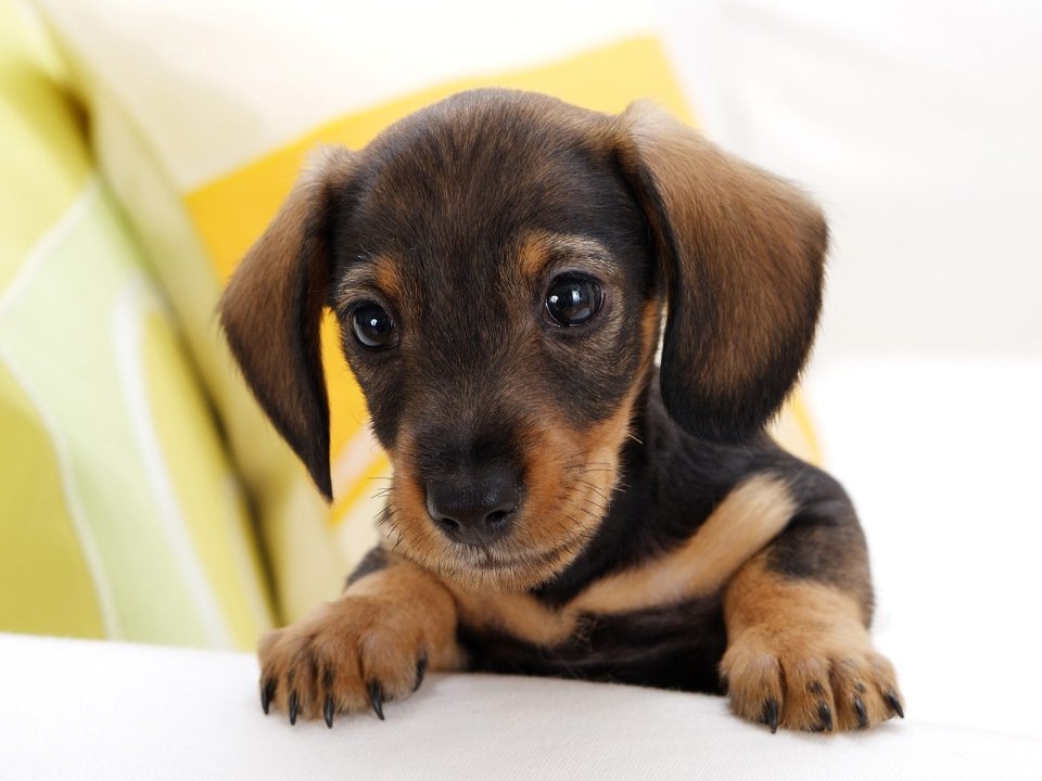 Cute Dachshund Puppy Portrait