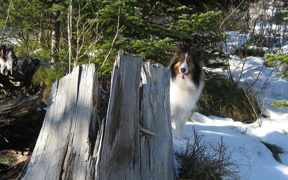 Shetland Sheepdog In Snowy Forest