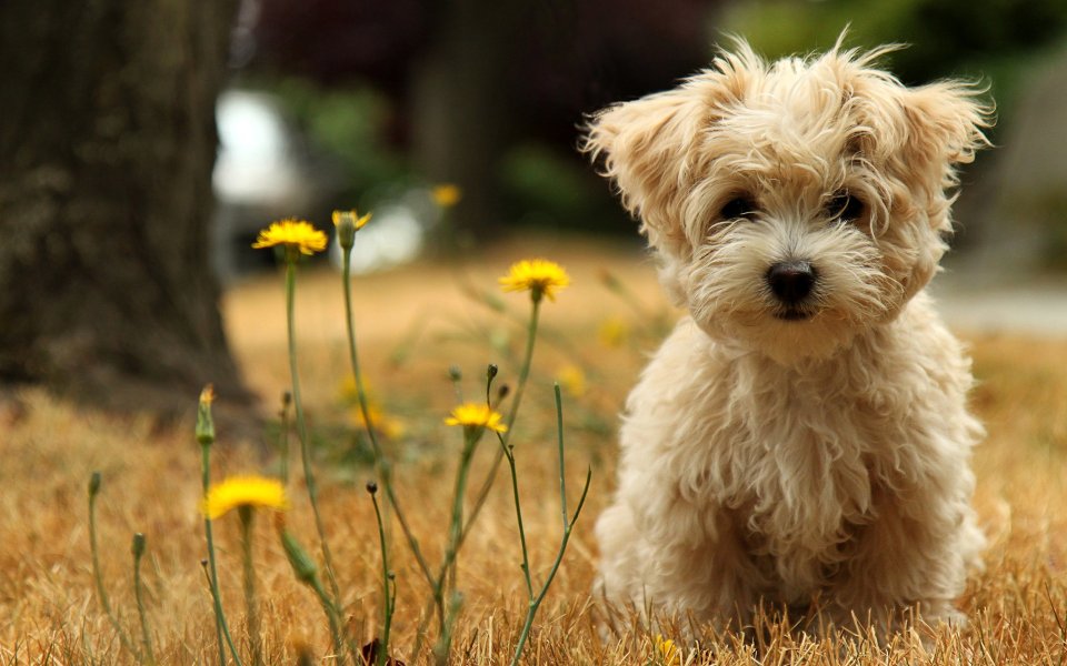 Playful Pups in the Wild: Outdoor Dog Wallpapers