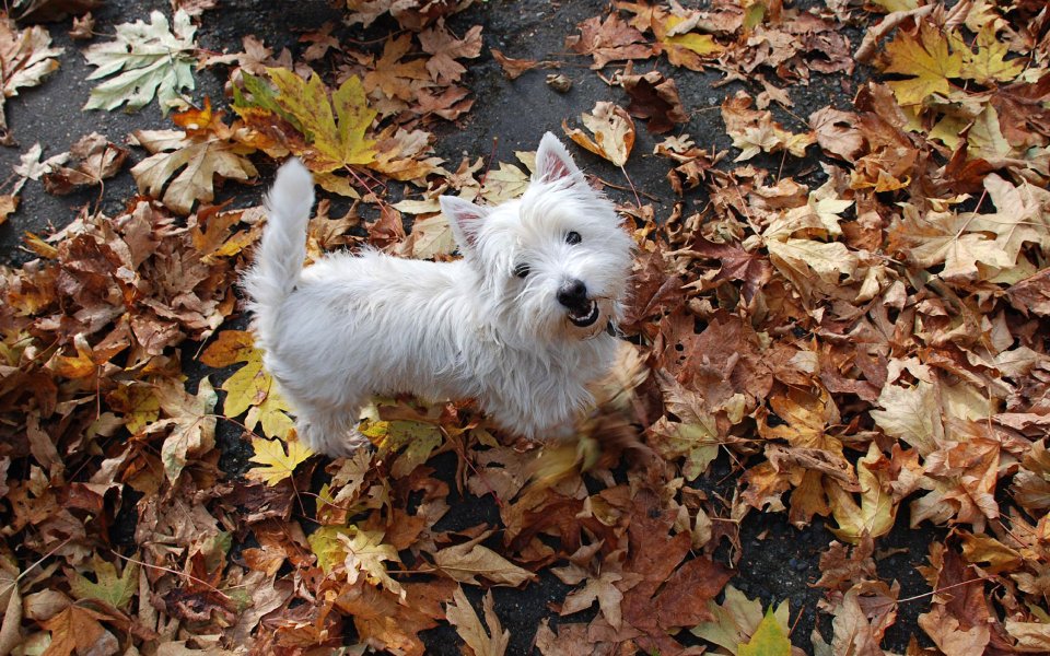 West Highland White Terrier In Autumn Leaves