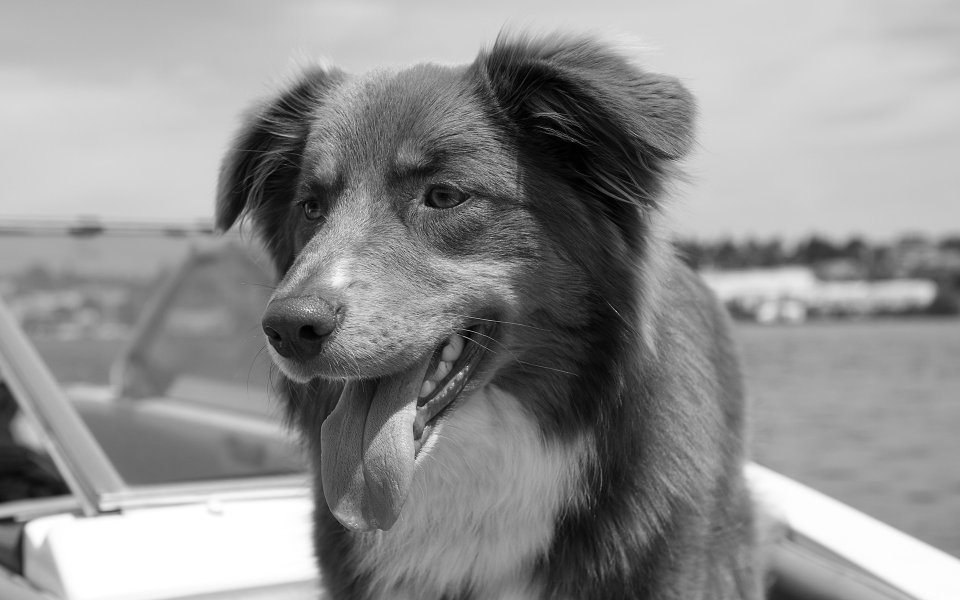 Happy Australian Shepherd Portrait Black And White