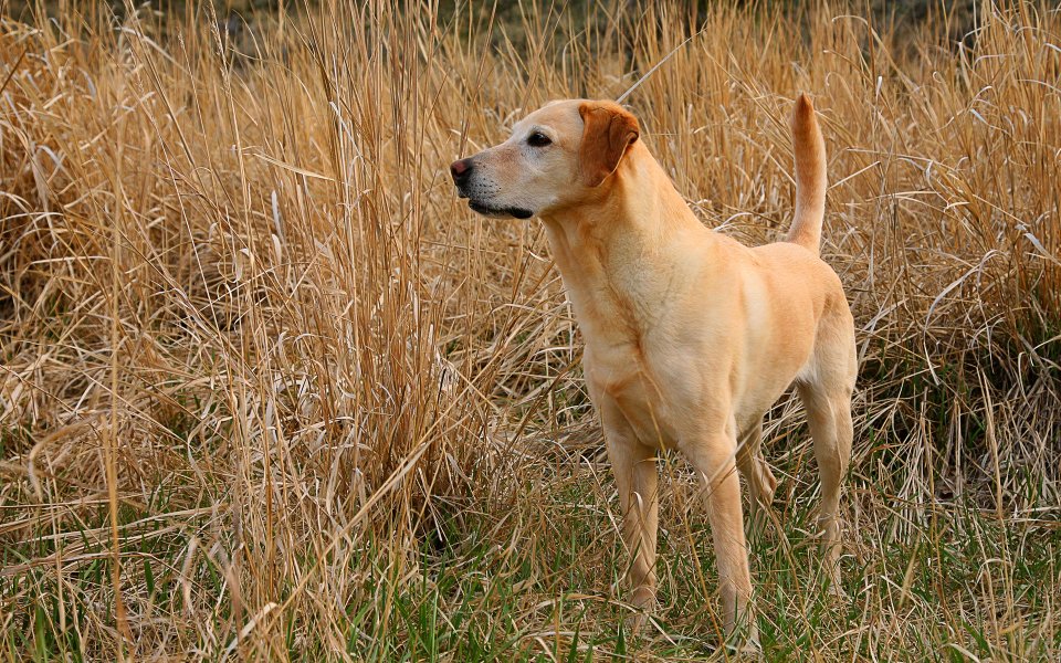 Alert Labrador Retriever In Dry Grass