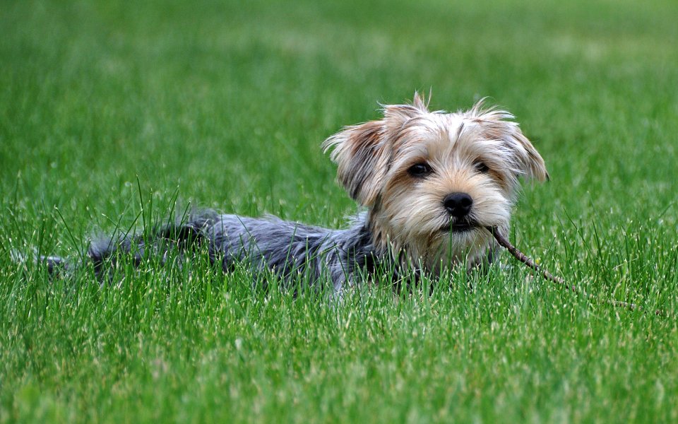 Cute Yorkshire Terrier With Stick On Grass