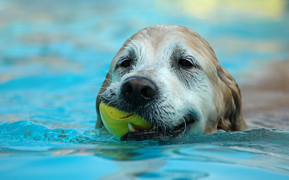 Golden Retriever Swimming With Toy