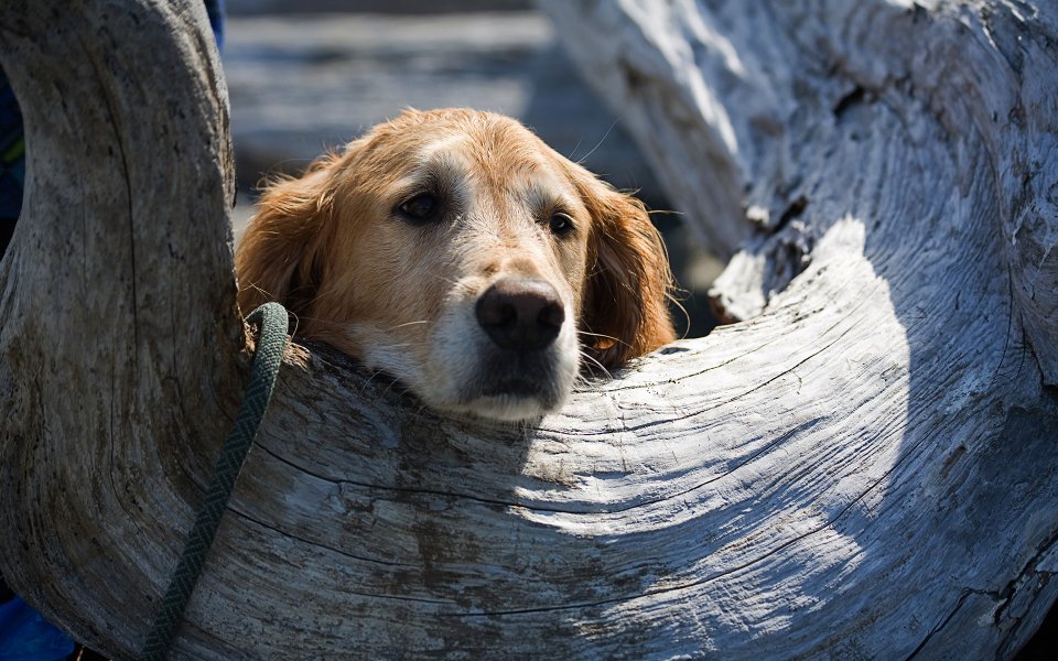 Golden Retriever Resting On Driftwood