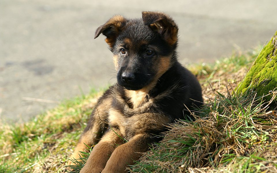 户外草地上的可爱德国牧羊犬幼犬