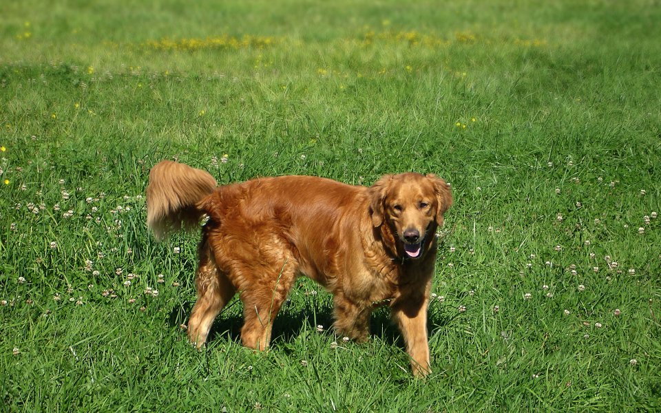 Golden Retriever In The Meadow