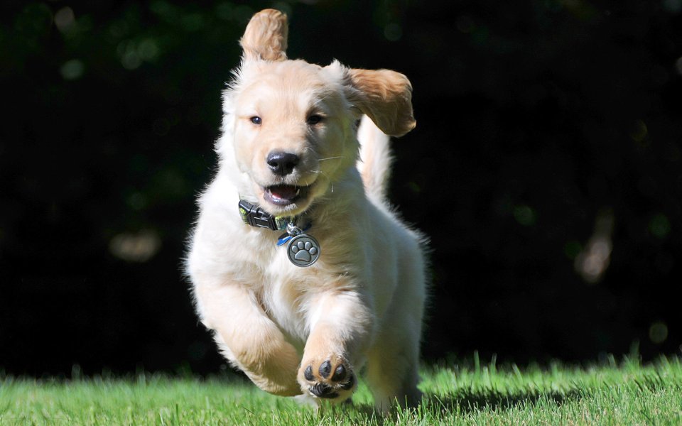 Running Golden Retriever Puppy