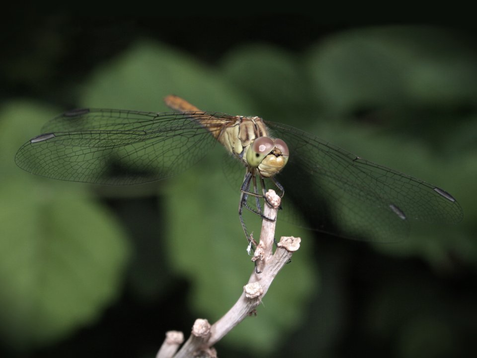 Dragonfly Perched On Dry Twig Macro Closeup