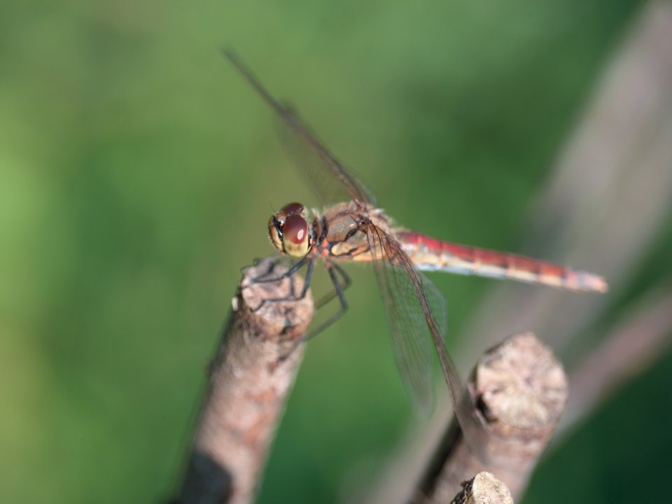 Red Dragonfly Perched On Broken Twig Macro Photography