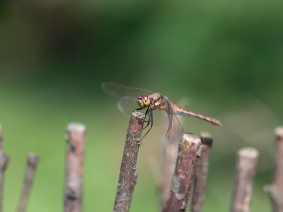 Red Brown Dragonfly Perched On Branch Macro Closeup