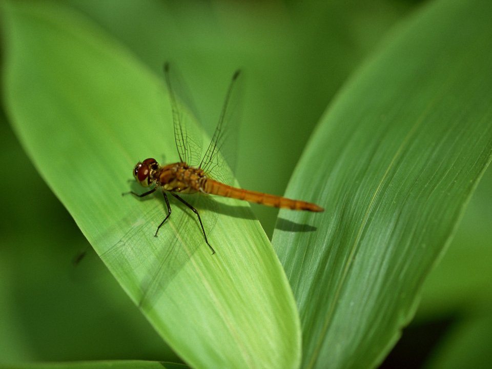 Orange Red Dragonfly Perched On Green Leaf Macro Photography