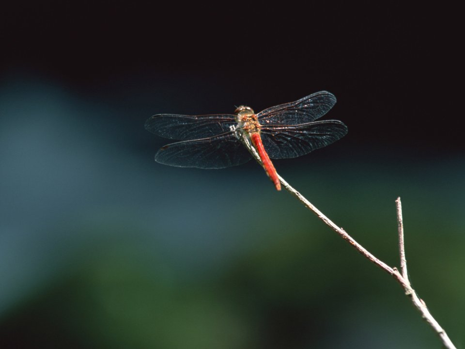 Red Dragonfly Perched On Thin Branch Macro Photography