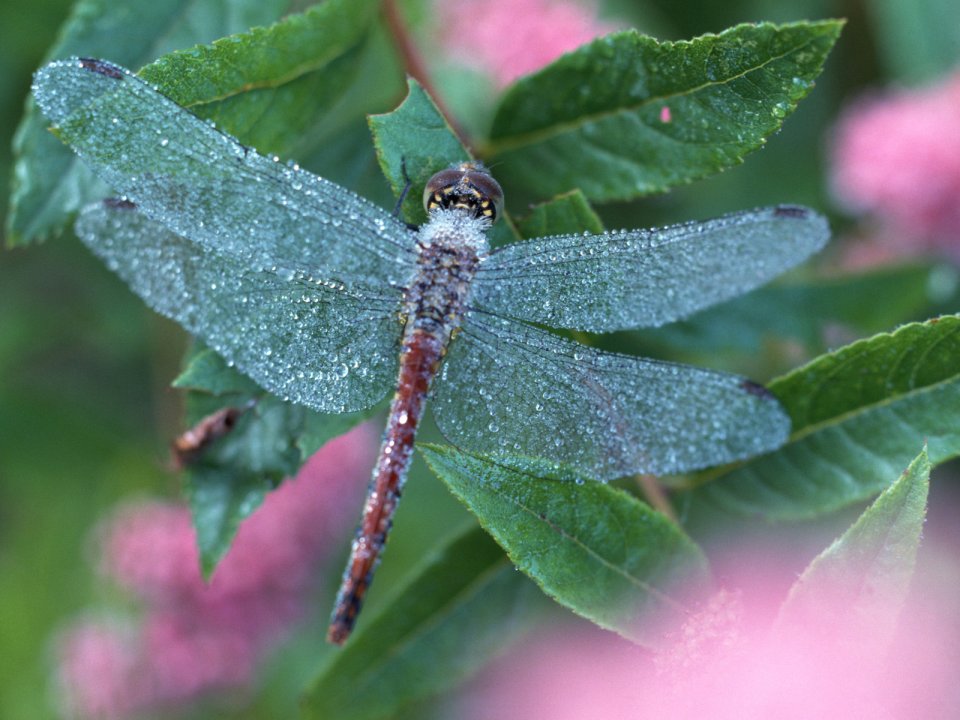 Red Dragonfly With Morning Dew Resting On Green Leaves Macro Photo