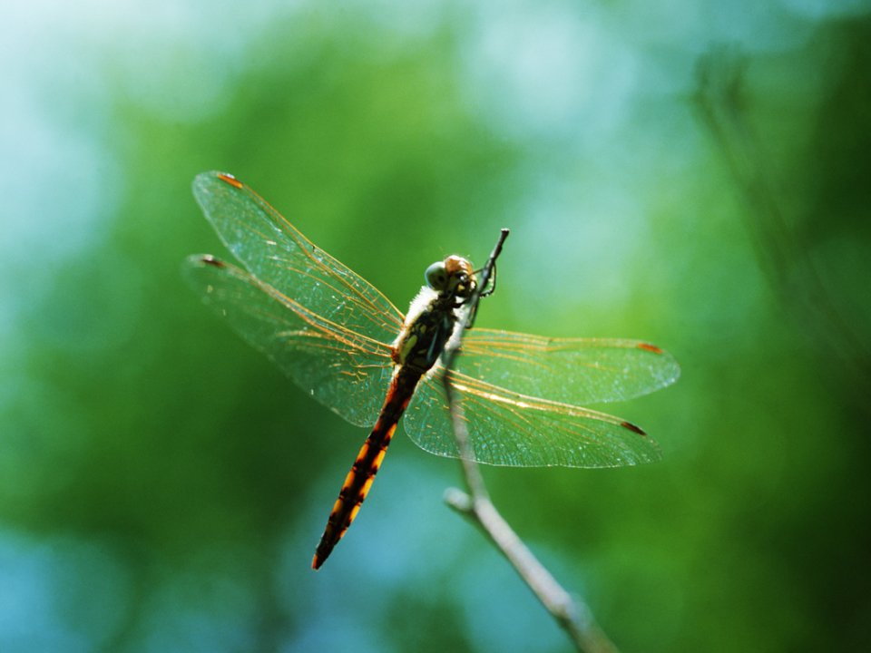 Dragonfly Perched On Twig Summer Nature Macro Photography