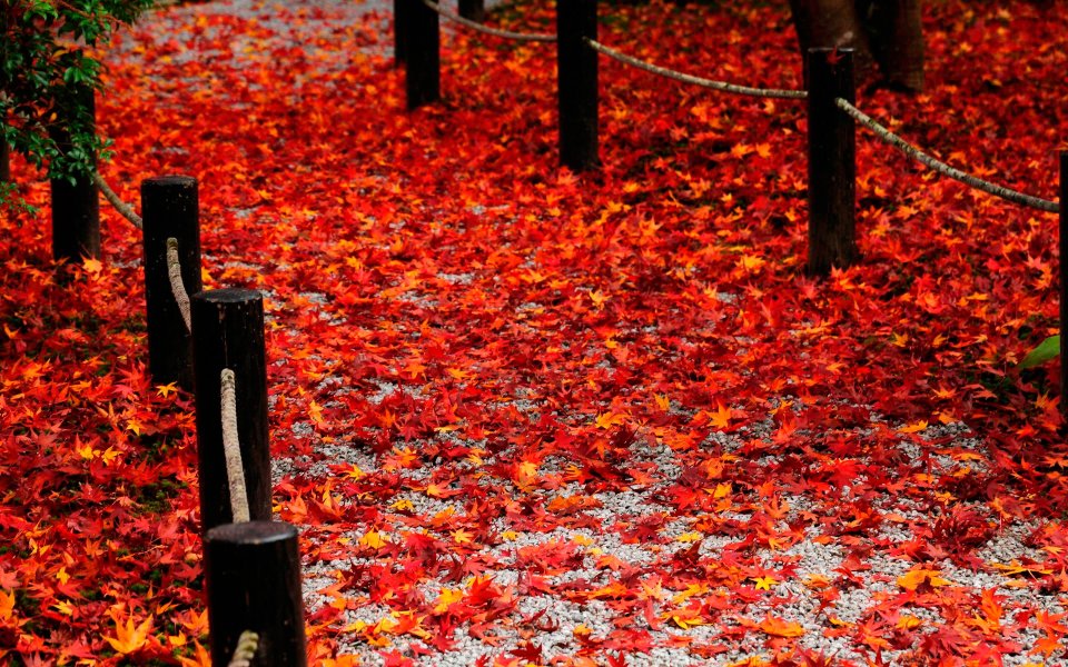 Japanese Enkoji Temple Autumn Maple Leaves Garden