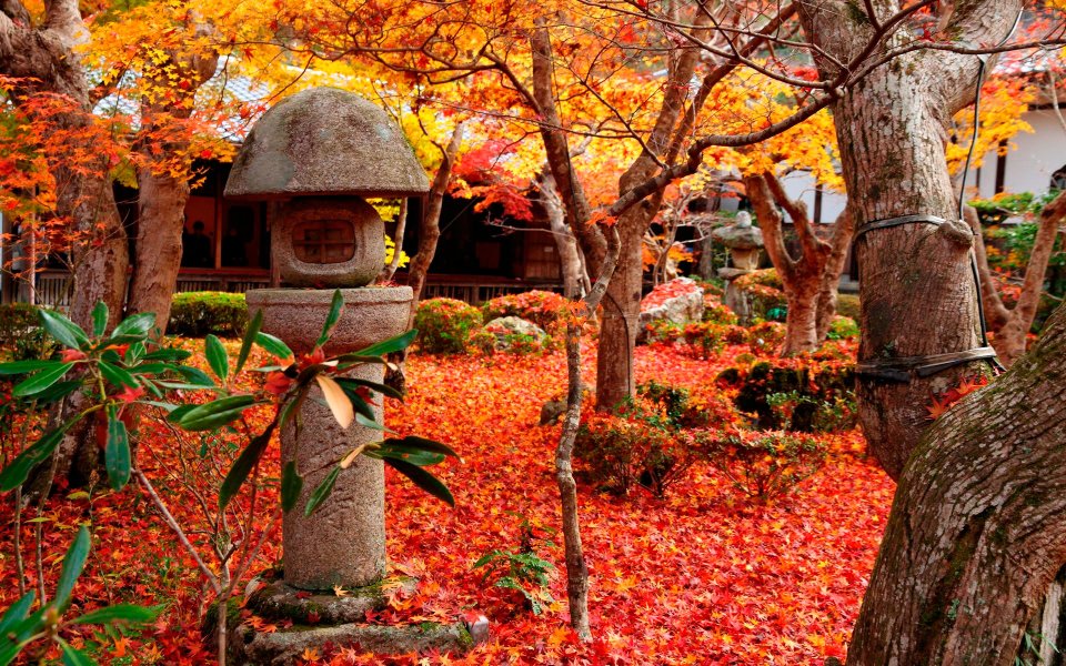 Japan Enkoji Temple Autumn Maple Leaves Courtyard