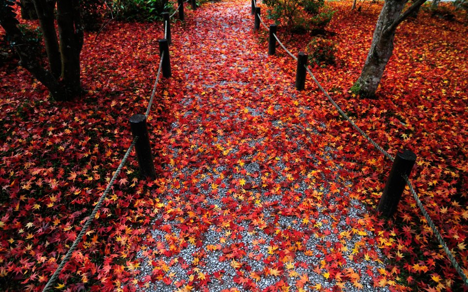 Kyoto Enkoji Temple Autumn Maple Leaves Path
