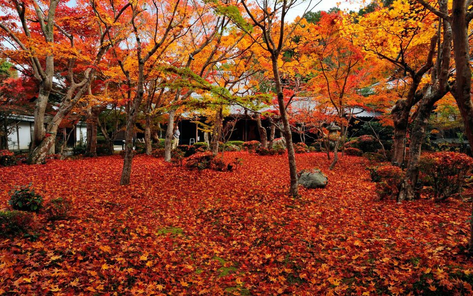 日本京都圆觉寺秋日红叶庭院