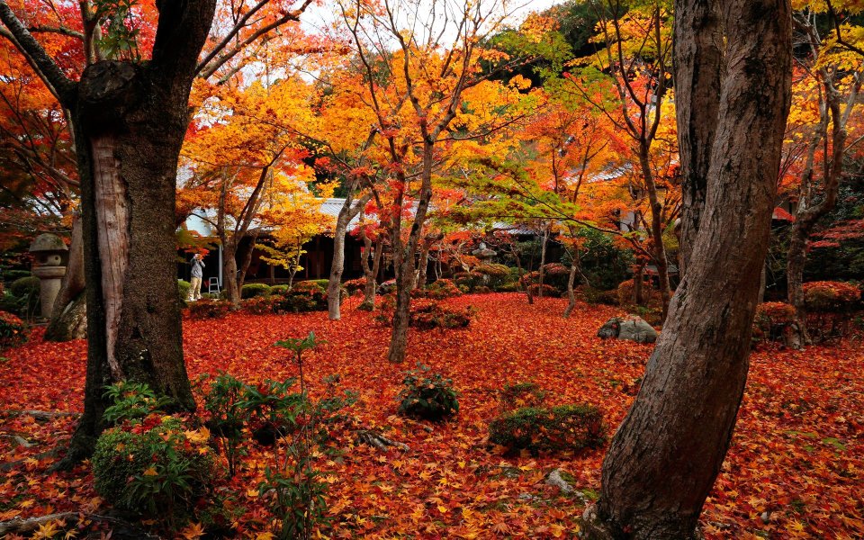 Japan Enkoji Temple Autumn Red Leaves Garden