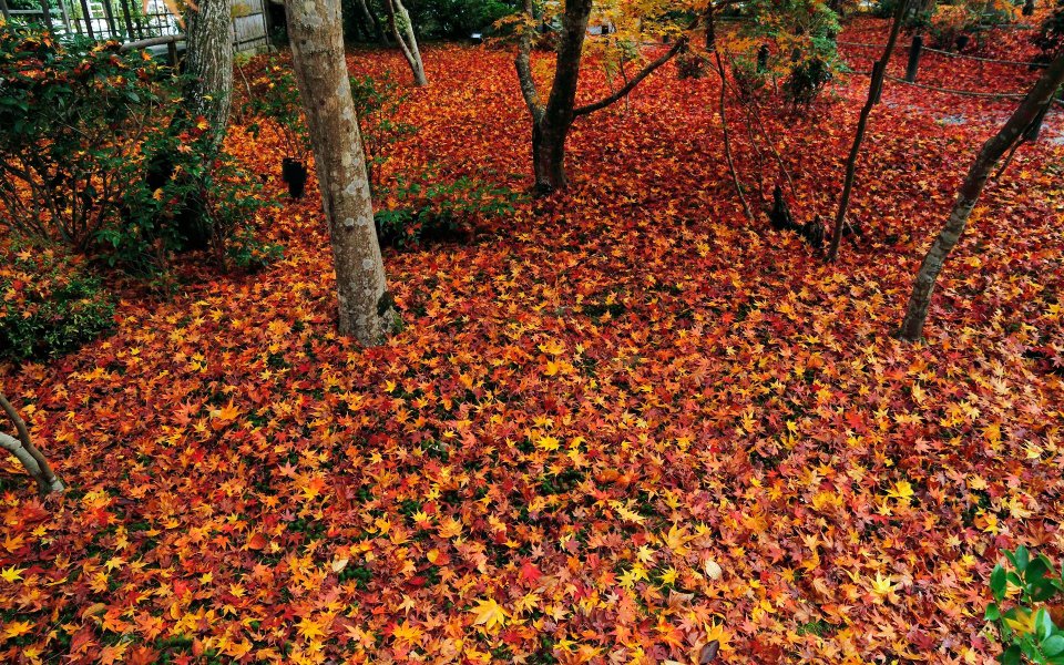 Japan Enkoji Temple Autumn Maple Leaves