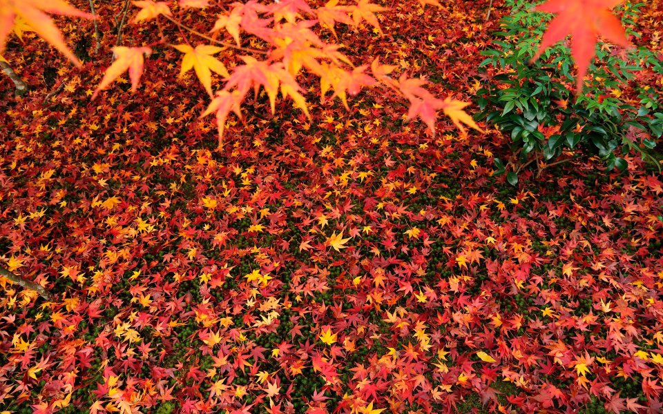 Japan Kyoto Enkoji Temple Autumn Maple Leaves